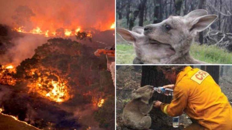 Australian Bushfires have Almost Burned 5 Million Hectares of Land