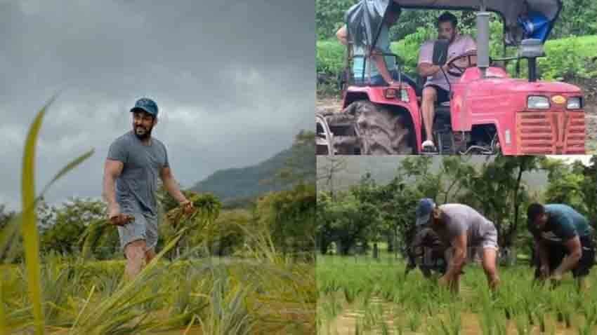 Salman Khan spends time doing Farming gives the glimpse of his rice